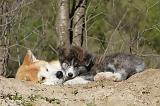 AKITA INU 082